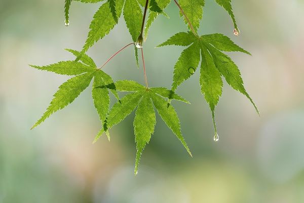 Jaynes Gallery 아티스트의 Washington-Seabeck Raindrops on Japanese maple leaves 작품입니다.